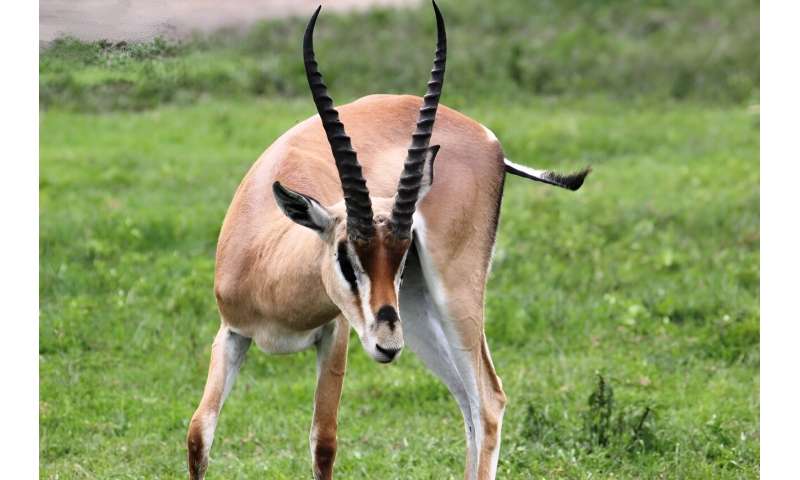 African savanna antelopes need space to survive climate changes 
