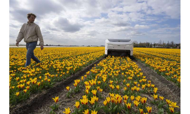 An AI robot is spotting sick tulips to slow the spread of disease through Dutch bulb fields