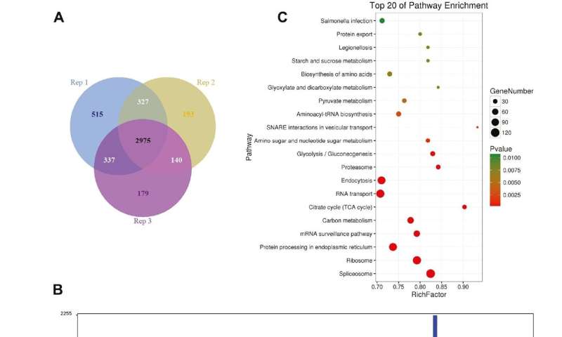 Analysis of Schistosoma japonicum from pairing to maturation based on iTRAQ proteomics