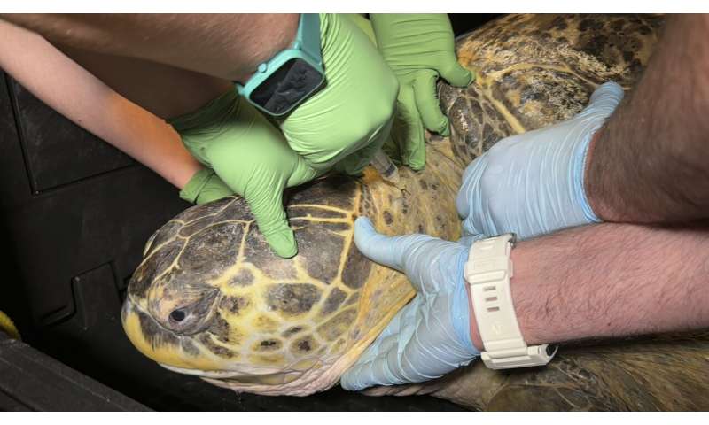 Ancient sea turtle housed at Boston aquarium for more than 50 years passes another physical
