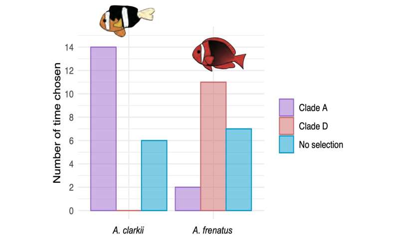 Anemonefish are better taxonomists than humans