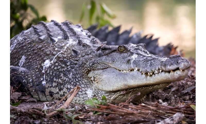 As populations boom and larger crocs become common, attacks, though rare, are likely to increase