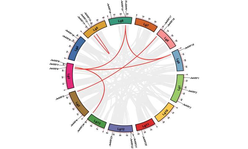 Auxin response factor genes identified in Arabian jasmine