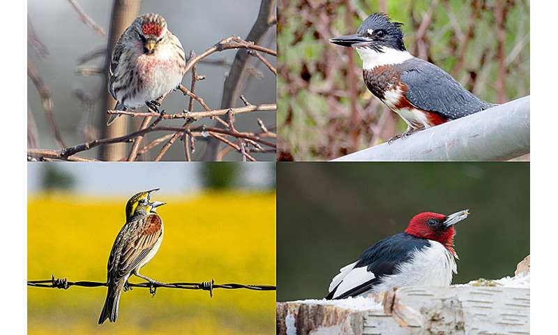 Дворы и городские парки уникальным образом поддерживают разнообразие птиц