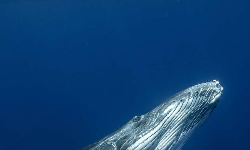 Baleen whales evolved a unique larynx to communicate but cannot escape human noise