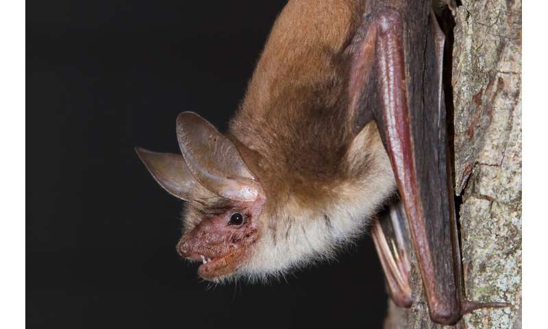 Bat 'nightclubs' may be the key to solving the next pandemic