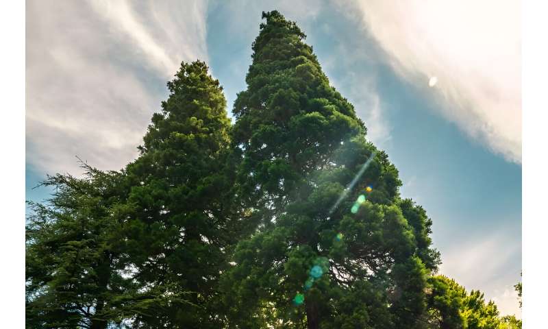 Best of Last Week – Giant trees in the UK, removing plastic from water, using gene therapy to treat brain cancer