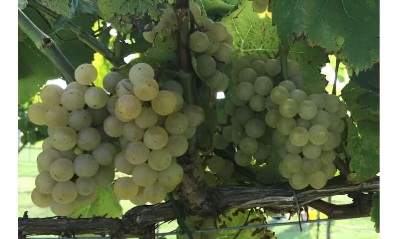 Blanc du Soleil: New wine grape for US Southeast