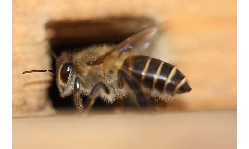 Bottlenecks and beehives: how an invasive bee colony defied genetic expectations