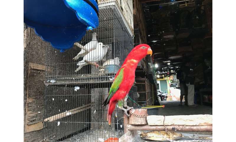 Breaking the chains: Dismantling the illegal parrot trade