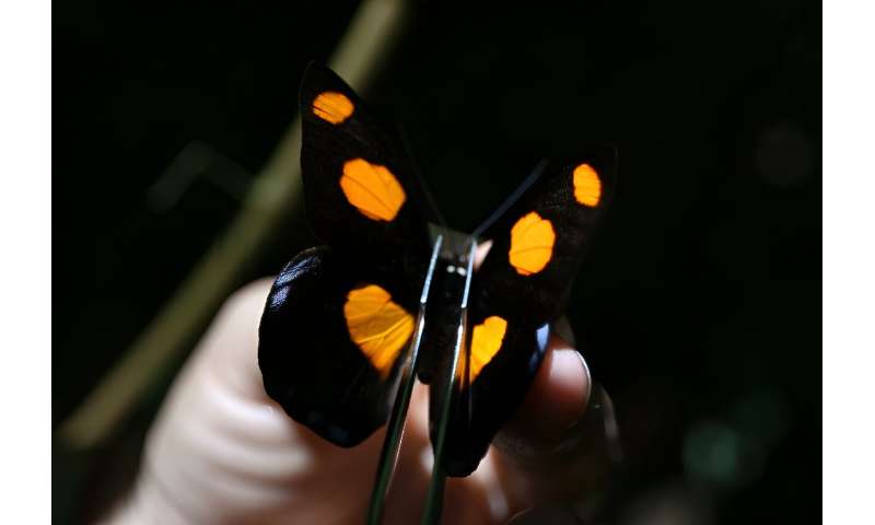 Butterflies are 'bioindicators,' living organisms whose well-being serves as a gauge of the health of the ecosystem they exist in