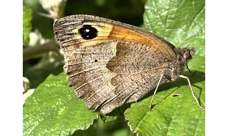 Butterflies could lose spots as climate warms