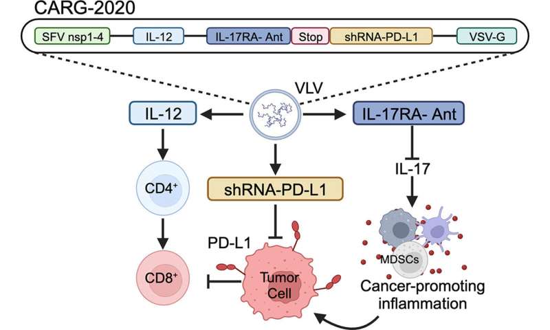 Cancer immunotherapy modulates IL-12, IL-17 and PD-L1 pathways to prevent tumor recurrence