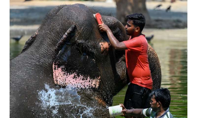 Caretakers bathe an elephant at a zoo in Mumbai as authorities across South and Southeast Asia issue extreme heat warnings