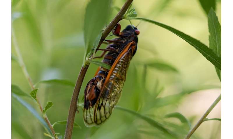 Collecting sex-crazed zombie cicadas on speed: Scientists track a bug-controlling super-sized fungus