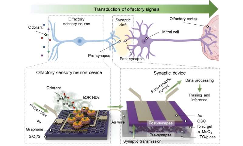 Combining human olfactory receptors with artificial organic synapses and artificial neural network to sniff out cancer