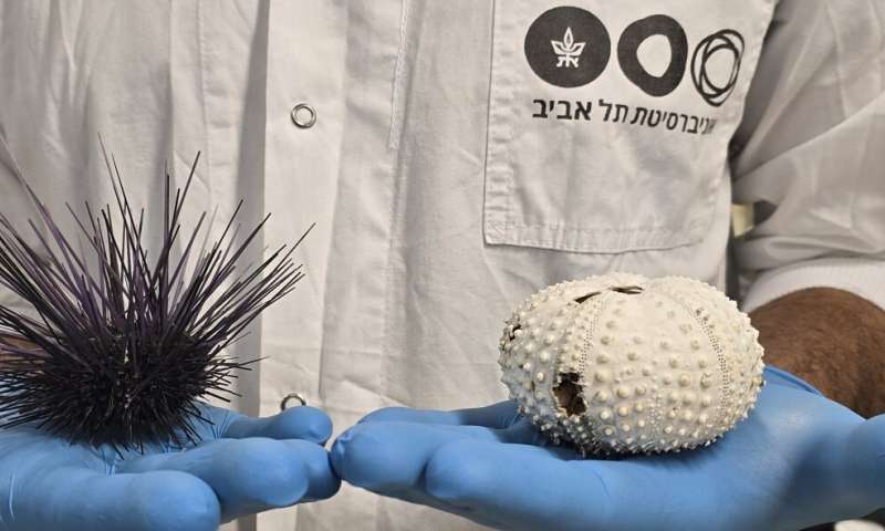 Continuing study: Tel Aviv University researchers identify the pathogen causing sea urchin mass mortalities in the Red Sea; The epidemic has spread to the Indian Ocean possess an eminent threat to coral reefs