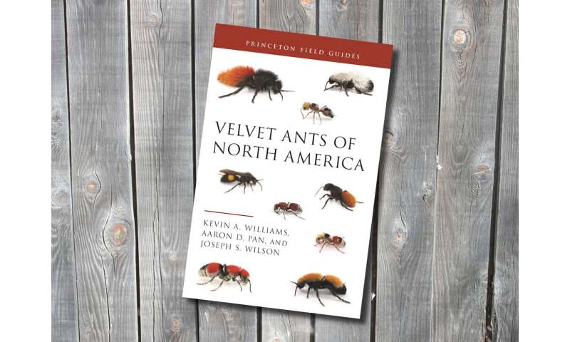 Covering All Bases: Team Publishes First-of-its-Kind Field Guide on Velvet Ants