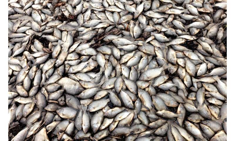 Dead fish are seen next to Mexico's polluted Santiago River