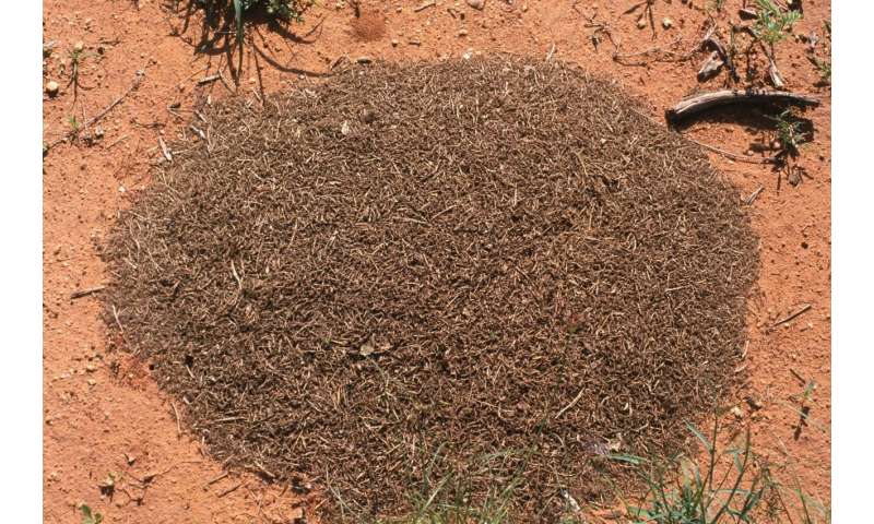 Denver Museum of Nature & Science scientist unveils study: One elephant supports 2 million dung beetles in east African savannas