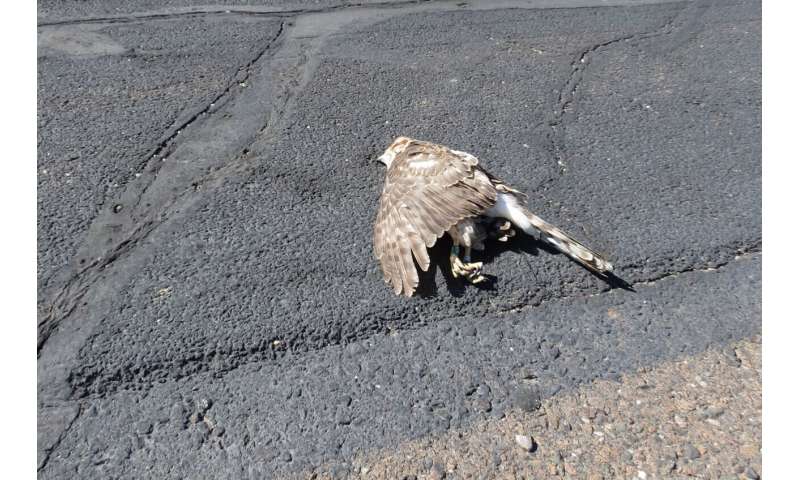 Despite protection urban hawks still face an array of threats