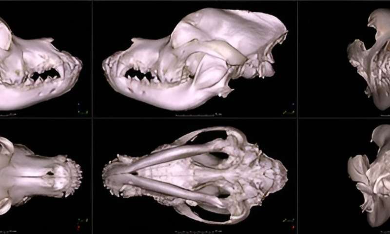 Digital dog and cat skull database