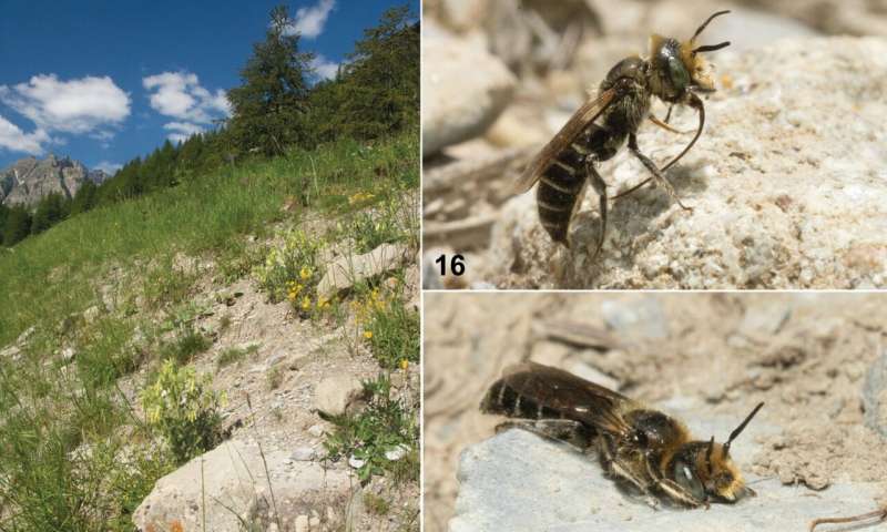 Discovery of a rare bee species links the French Alps to remote regions in Turkey and Iraq