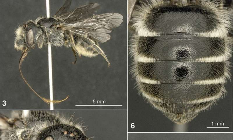 El descubrimiento de una rara especie de abeja conecta los Alpes franceses con regiones remotas de Turquía e Irak