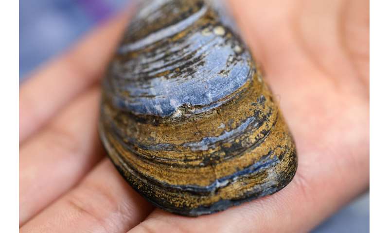 East coast mussel shells are becoming more porous in warming waters
