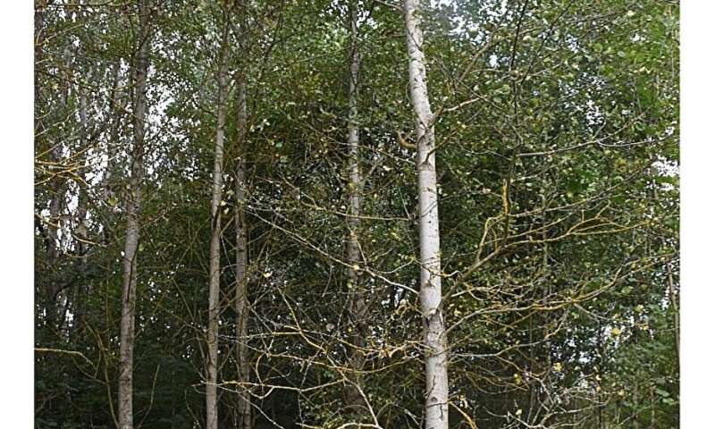 Los bosques olvidados de Europa podrían ser "puntos críticos de biodiversidad" del siglo XXI