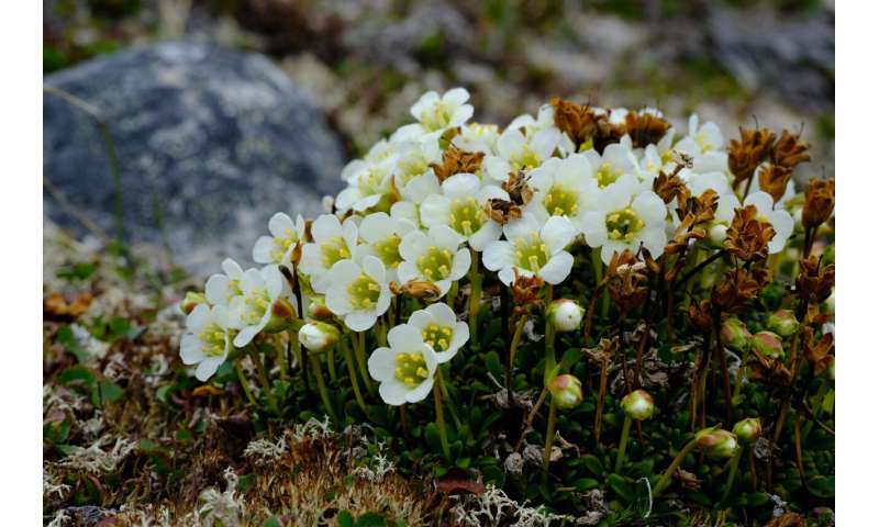 Exploring arctic plants and lichens: An important conservation baseline for Nunavut's newest and largest territorial park