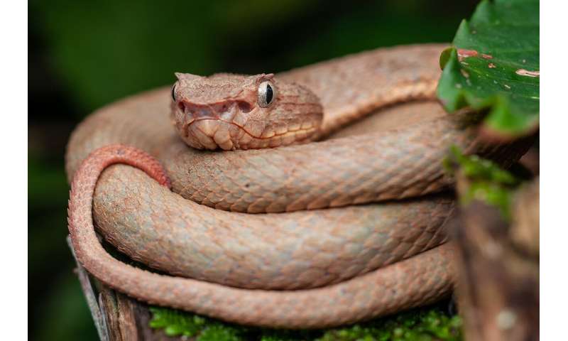 Five dazzling new species of eyelash vipers discovered in Colombia and Ecuador