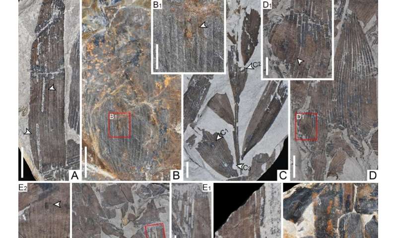 Fossils reveal plant-insect interactions across the Triassic-Jurassic boundary in south china