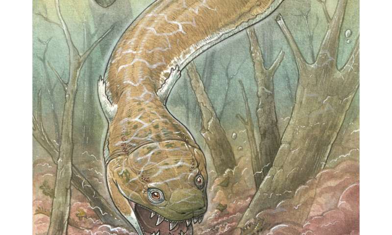 Fossils show huge salamanderlike predator with sharp fangs existed before the dinosaurs