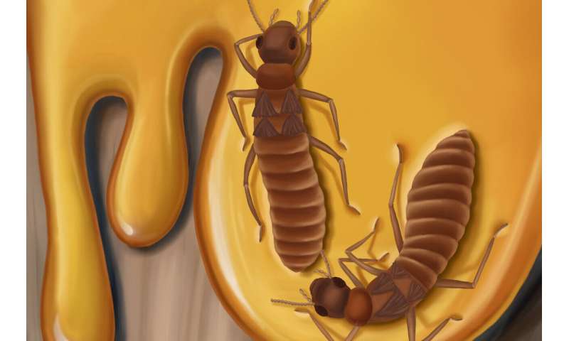 "Frozen behaviors" in amber fossils—how to reconstruct mating behavior of long-extinct termites