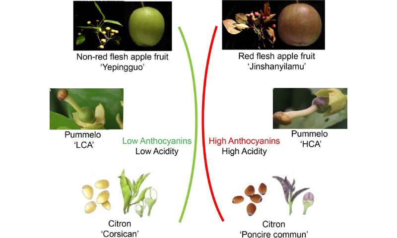 Fruit quality: How anthocyanins and acidity shape consumer preferences and market value