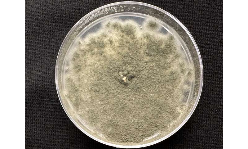 Fungal 'bouncers' patrol plant-microbe relationship