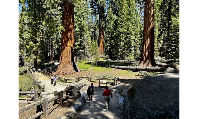 General Sherman passes health check but world's largest trees face growing climate threats