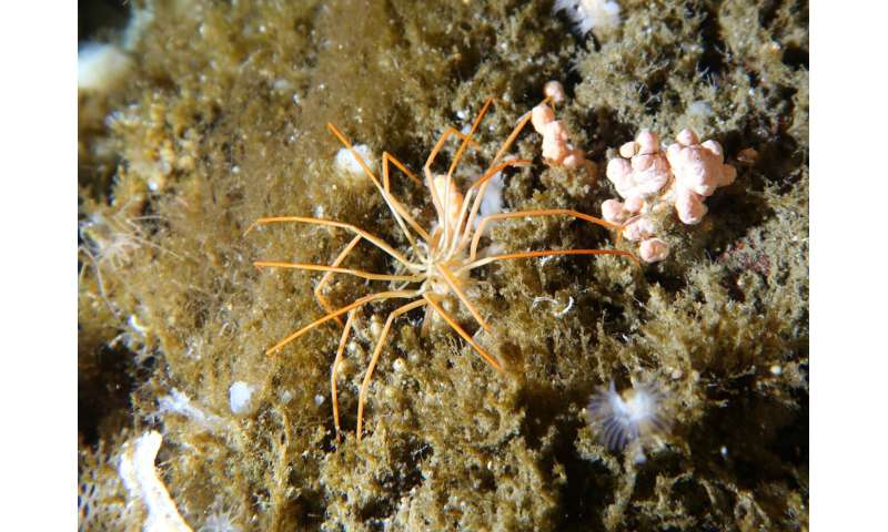 Giant Antarctic sea spiders reproductive mystery solved by UH researchers