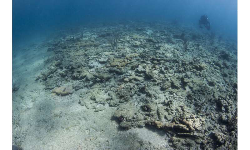Going 'back to the future' to forecast the fate of a dead Florida coral reef