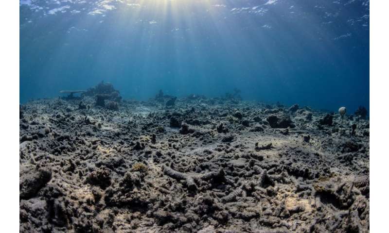 Good news for coral reef restoration efforts: Study finds "full recovery" of reef growth within four years