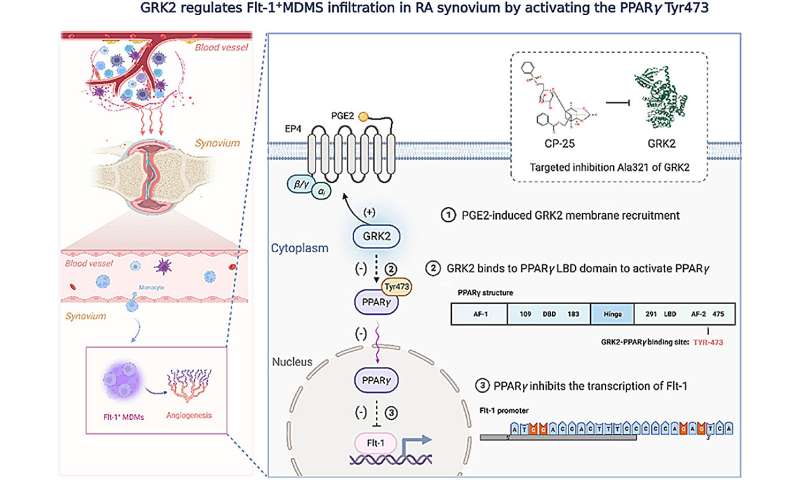 GRK2 inhibits Flt-1+ macrophage infiltration and its proangiogenic properties in rheumatoid arthritis