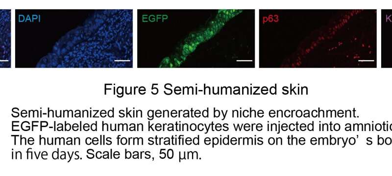Grow the skin you're in: in vivo generation of chimeric skin grafts