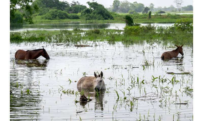 Horses are seen in a flooded area after the Cauca River overflowed