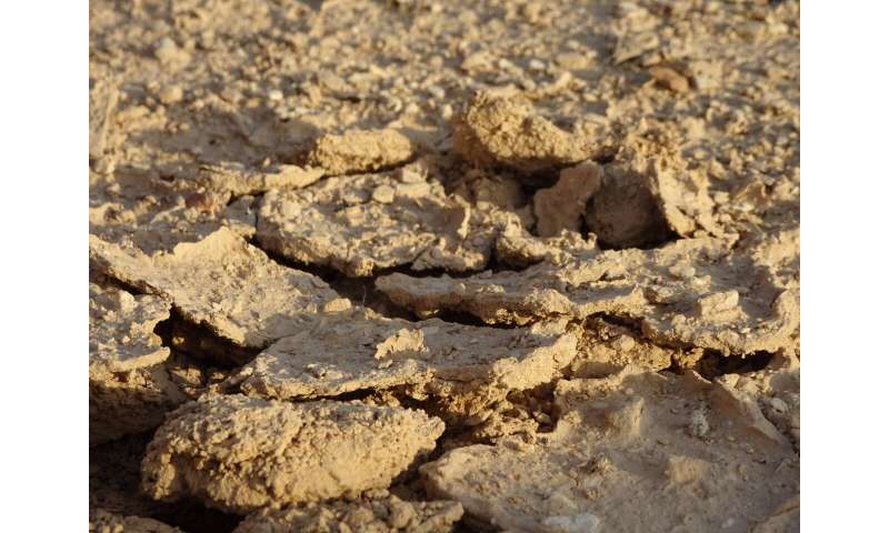 How soil microbes survive in harsh desert environments