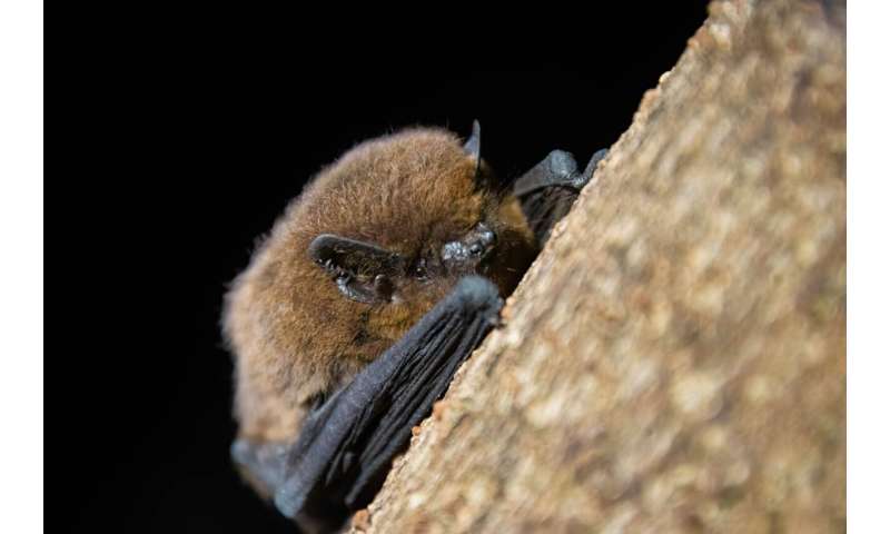 Island bats are valuable allies for farmers