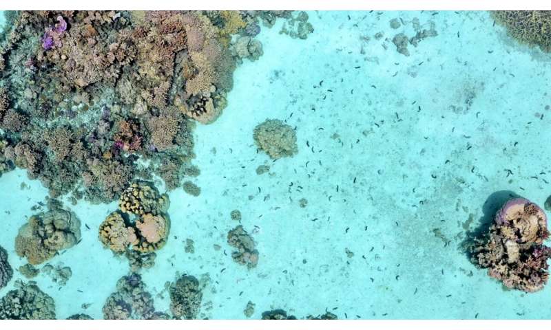 'Janitors' of the Sea: Overharvested sea cucumbers play crucial role in protecting coral