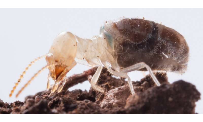 Kamikaze termites protect their colony with the help of a special enzyme. Its secrets have now been uncovered