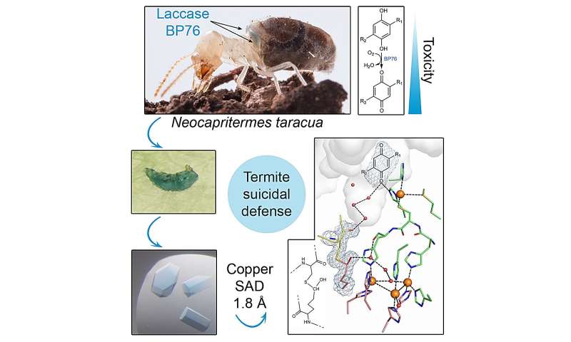 Kamikaze termites protect their colony with the help of a special enzyme. Its secrets have now been uncovered