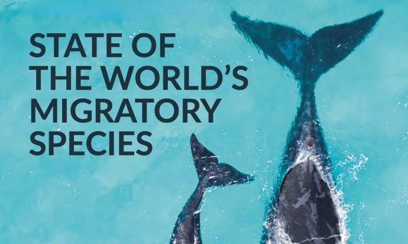 Landmark UN report reveals shocking state of wildlife: the world's migratory species of animals are in decline, and the global extinction risk is increasing